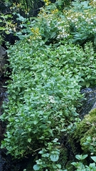 Epilobium luteum