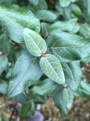 Shepherdia canadensis