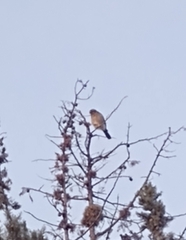 Spiziapteryx circumcincta