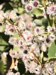 Galium angustifolium