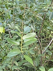 Salix lucida