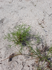 Artemisia campestris