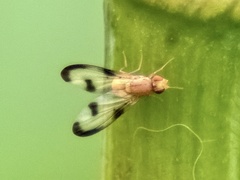Tephritoidea