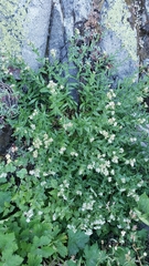 Sericocarpus oregonensis
