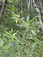 Salix lucida