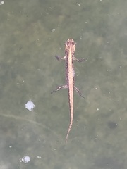 Lissotriton vulgaris