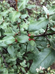 Shepherdia canadensis