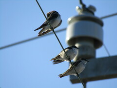 Tachycineta albilinea