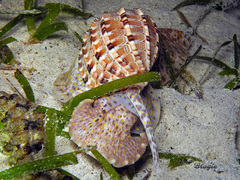 Harpa articularis