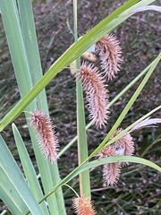 Carex comosa