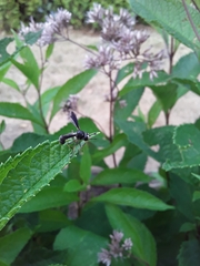 Physocephala tibialis