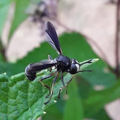 Physocephala tibialis