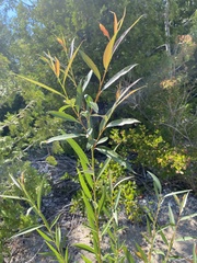 Salix petiolaris