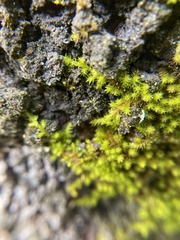 Orthotrichaceae