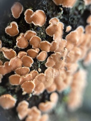 Lachnellula