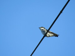 Tachycineta albilinea