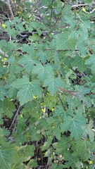 Acer glabrum glabrum