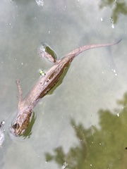 Lissotriton vulgaris