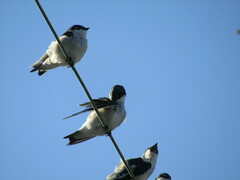 Tachycineta albilinea