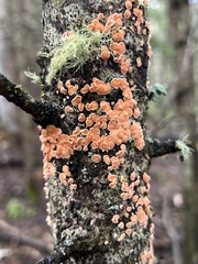 Lachnellula