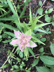 Castilleja rhexiifolia