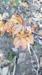 Acer glabrum glabrum