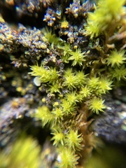 Orthotrichaceae