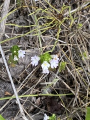 Euphrasia stricta