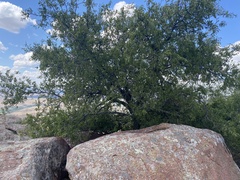 Celtis reticulata