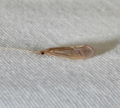 Oecetis