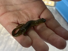 Lissotriton vulgaris