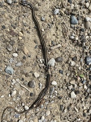 Thamnophis saurita