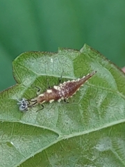 Chrysoperla rufilabris