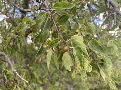 Celtis reticulata