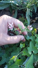 Hosackia stipularis ottleyi