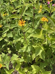 Helianthus pauciflorus