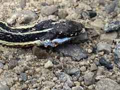 Thamnophis saurita