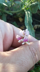 Hosackia stipularis ottleyi