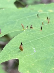 Vasates aceriscrumena