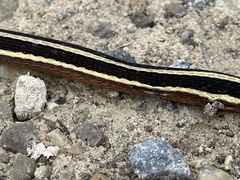 Thamnophis saurita