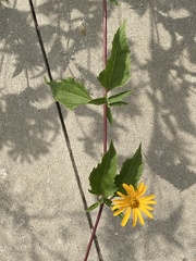 Helianthus pauciflorus