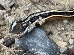 Thamnophis saurita