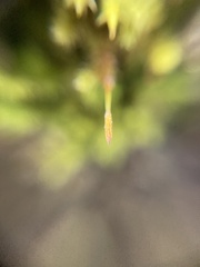Orthotrichaceae
