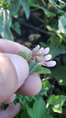 Hosackia stipularis ottleyi