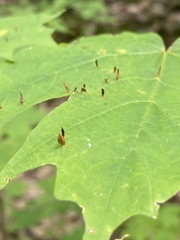 Vasates aceriscrumena