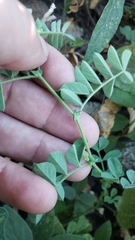 Hosackia stipularis ottleyi