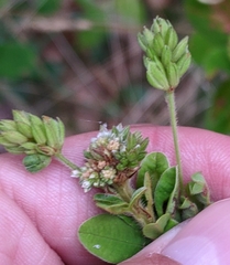 Lespedeza hirta