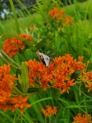 Satyrium edwardsii