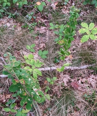 Lespedeza hirta