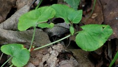 Viola sacchalinensis